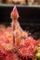 květní poupě Drosera kaieteurensis